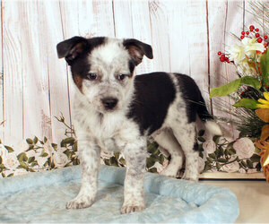 Boston Cattle Dog Puppy for sale in PENNS CREEK, PA, USA