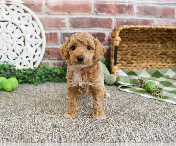 Medium Photo #24 Poodle (Miniature) Puppy For Sale in SYRACUSE, IN, USA