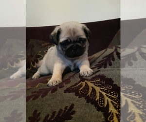 Pug Puppy for sale in COLUMBIA, TN, USA