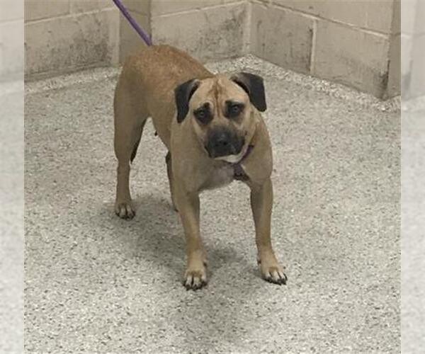 Medium Photo #1 Mutt Puppy For Sale in Conroe, TX, USA