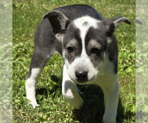 Medium Photo #4 Labrador Retriever-Unknown Mix Puppy For Sale in Minneapolis, MN, USA