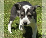 Small #3 Labrador Retriever Mix