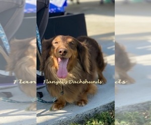 Father of the Dachshund puppies born on 06/01/2025