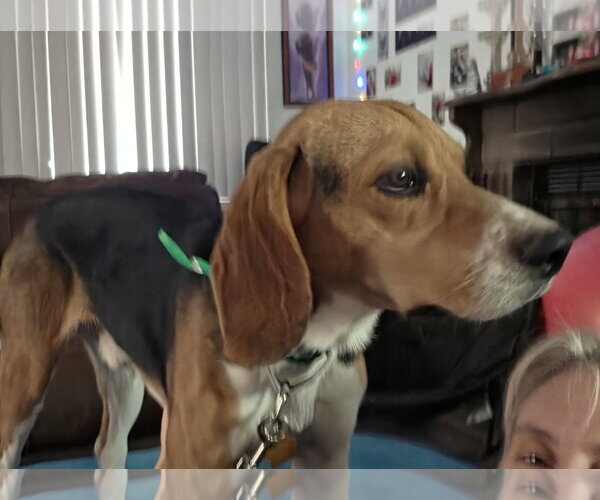 Medium Photo #15 Beagle Puppy For Sale in Las Vegas, NV, USA