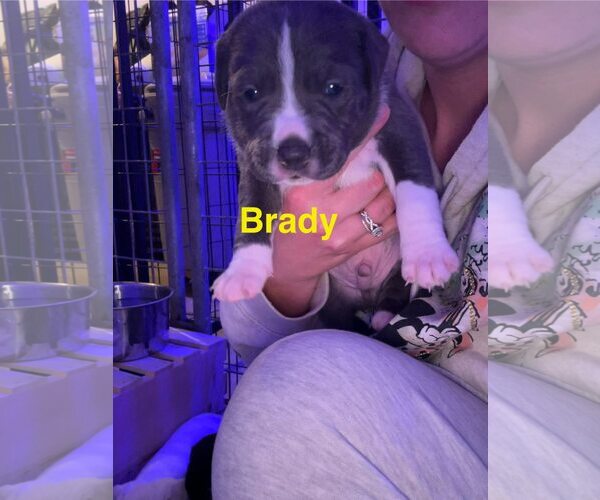 Medium Photo #1 American Pit Bull Terrier-Unknown Mix Puppy For Sale in Belleville, MI, USA