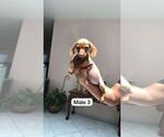 Small Photo #11 Dachshund Puppy For Sale in LA MESA, CA, USA