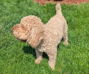 Father of the Miniature Labradoodle puppies born on 07/05/2025