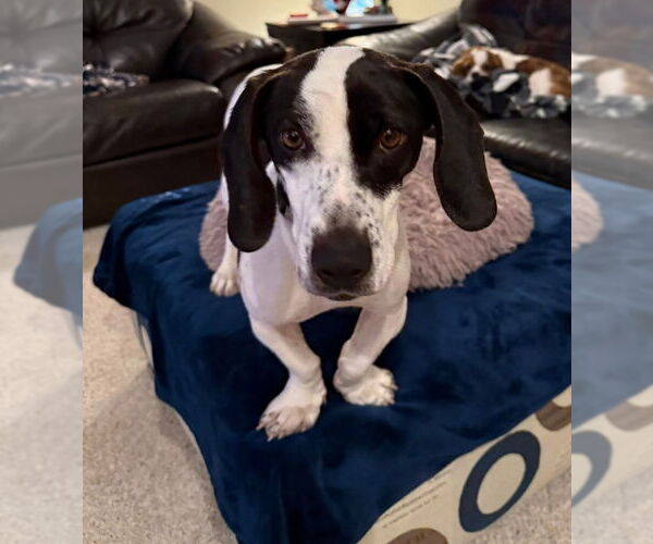 Medium Photo #3 Basset Hound Puppy For Sale in Mukwonago, WI, USA