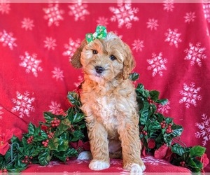 Medium Goldendoodle (Miniature)