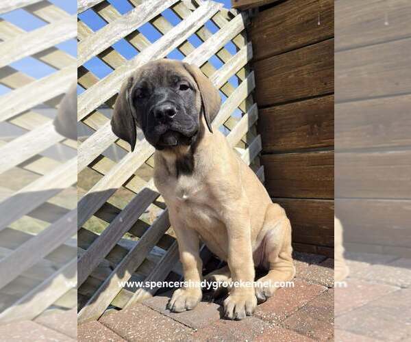 Medium Photo #9 Mastiff Puppy For Sale in CABOOL, MO, USA