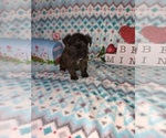 Small Photo #7 Poodle (Toy) Puppy For Sale in LAPEER, MI, USA