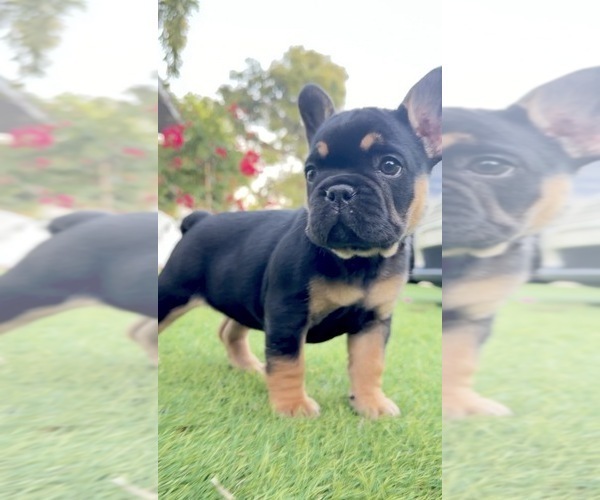 Medium Photo #1 French Bulldog Puppy For Sale in TAMPA, FL, USA