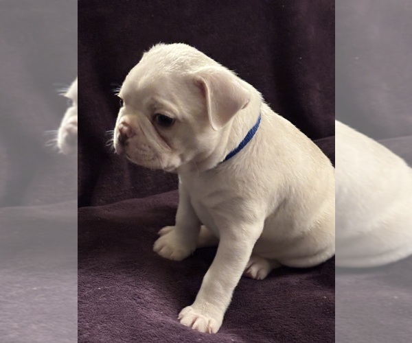 Medium Photo #21 Boston Terrier Puppy For Sale in HAMDEN, CT, USA