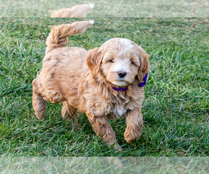 Goldendoodle (Miniature) Puppy for sale in ROY, UT, USA