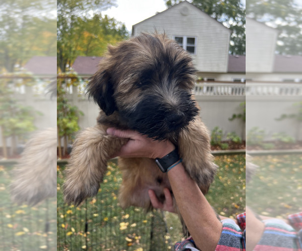 Medium Photo #1 Soft Coated Wheaten Terrier Puppy For Sale in DIXON, IL, USA