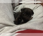 Small Photo #46 Pug Puppy For Sale in BLOOMINGTON, IL, USA