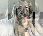 Small #1 Bernedoodle