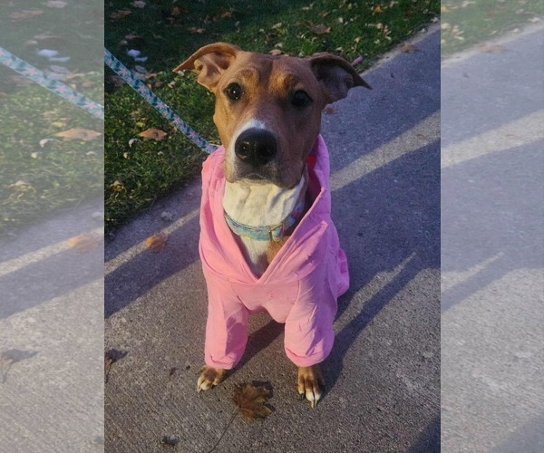 Medium Photo #1 Mutt Puppy For Sale in Clinton , MI, USA