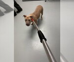 Small Mutt