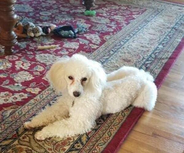 Medium Photo #1 Poodle (Toy) Puppy For Sale in LEXINGTON, NC, USA