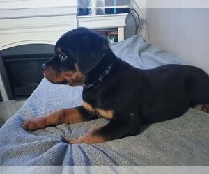 Rottweiler Litter for sale in ANDERSON, IN, USA