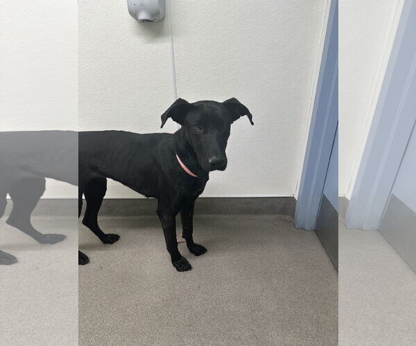 Medium Photo #3 Labrador Retriever-Unknown Mix Puppy For Sale in San Diego, CA, USA