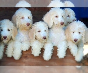 Poodle (Standard) Puppy for sale in GOLDEN CITY, MO, USA