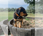 Puppy Orange Australian Cattle Dog-Labrador Retriever Mix