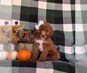 Poodle (Miniature) Puppy for sale in LEOLA, PA, USA