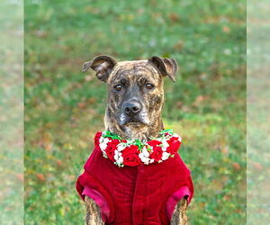 Mutt Dogs for adoption in Unionville, PA, USA