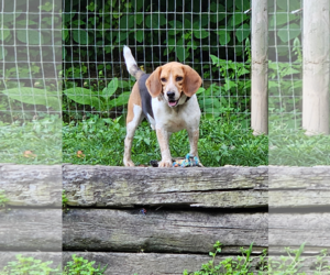 Beagle Dogs for adoption in Woodsfield, OH, USA