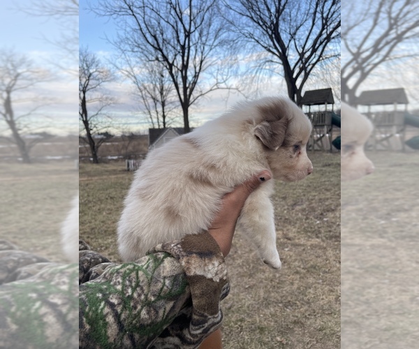 Medium Photo #4 Australian Shepherd Puppy For Sale in TOLEDO, IL, USA