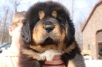 Puppy 1 Tibetan Mastiff