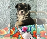 Small #6 Chihuahua