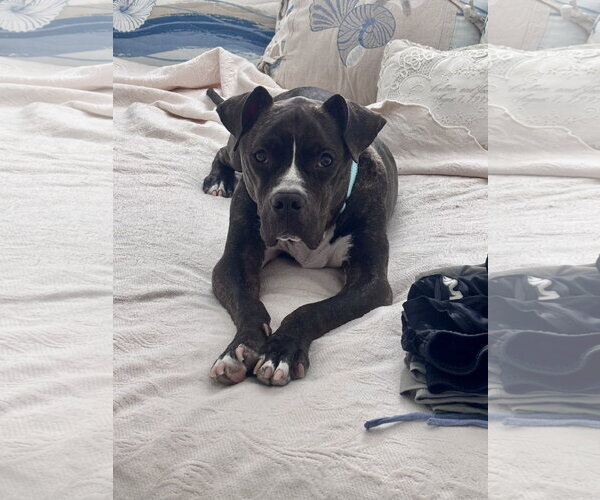 Medium Photo #10 Mutt Puppy For Sale in Mount Laurel, NJ, USA