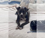 Small #9 Mutt