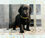 Small Photo #13 Labrador Retriever Puppy For Sale in MANTECA, CA, USA