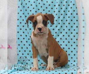 Boxer Puppy for sale in RISING SUN, MD, USA