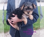Puppy Tabby Yorkshire Terrier