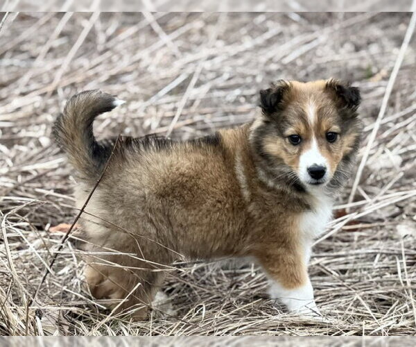 Medium Photo #2 Australian Shepherd-Unknown Mix Puppy For Sale in Genesee, WI, USA