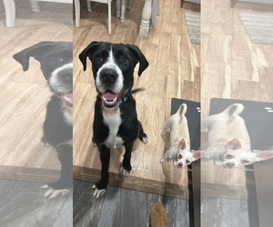 Great Dane-Unknown Mix Dogs for adoption in Woodbury, NY, USA