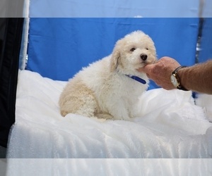 Poodle (Miniature) Puppy for sale in DYERSBURG, TN, USA