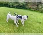 Small #1 American Pit Bull Terrier-Pointer Mix