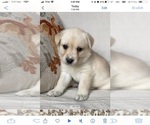 Puppy 8 Labrador Retriever-Siberian Husky Mix