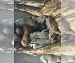 Cane Corso Puppy for sale in PENDLETON, SC, USA