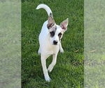 Small #3 Labrador Retriever Mix
