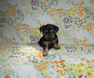 Yorkshire Terrier Puppy for sale in COOKEVILLE, TN, USA
