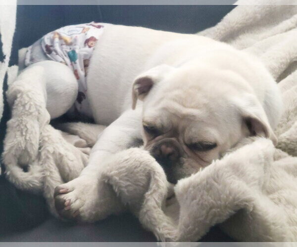 Medium Photo #8 Pug-Unknown Mix Puppy For Sale in Corona, CA, USA