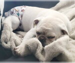 Small #7 Pug Mix