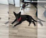 Shadow - Male Shepradors Dog for Adoption - Small photo